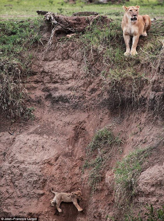 Cachorro en una fosa