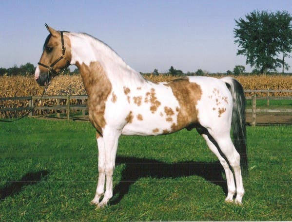 Estos 21 caballos son tan hermosos que me enamoré ♥ | Viralistas.com Estos 21 caballos son tan hermosos que me enamoré ♥ | Viralistas.com