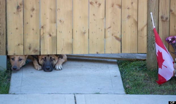 perros esperan2
