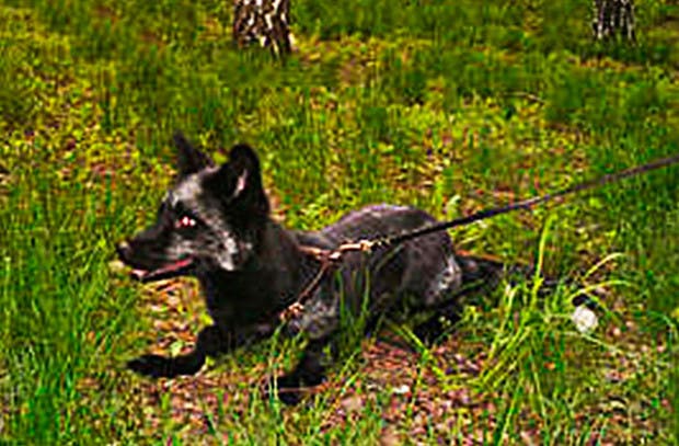 zorro4