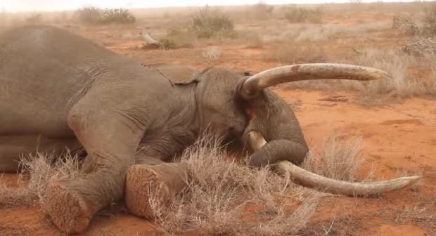 Elefante