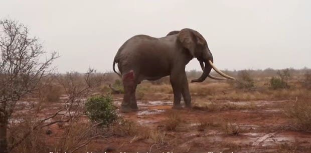 Elefante-icono