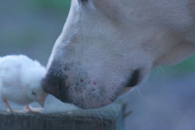boop11