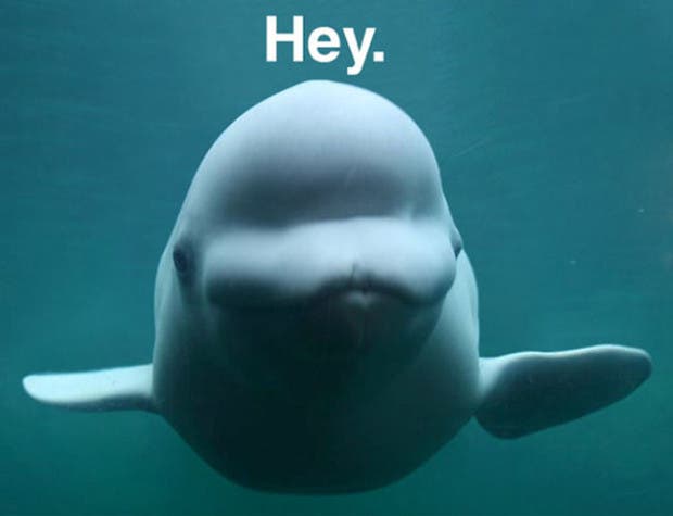 boop18