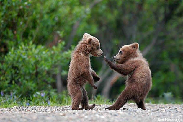 boop23