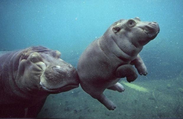 boop6