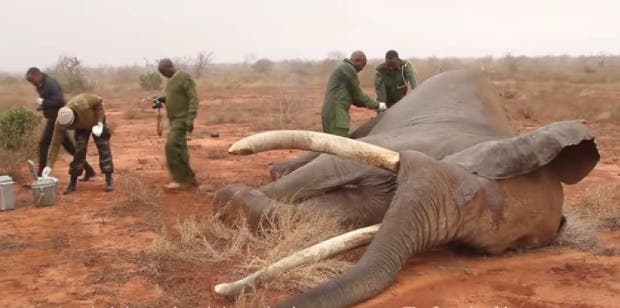 empezaron a operar al elefante rescatado