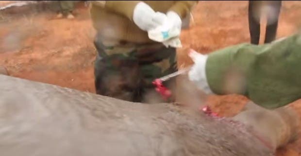 la lluvia dificultaba el rescate del elefante