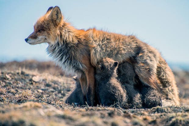wild-foxes-photography-ivan-kislov-1