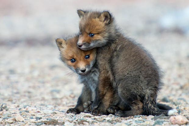 wild-foxes-photography-ivan-kislov-10