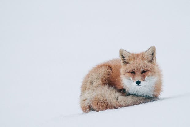 wild-foxes-photography-ivan-kislov-11