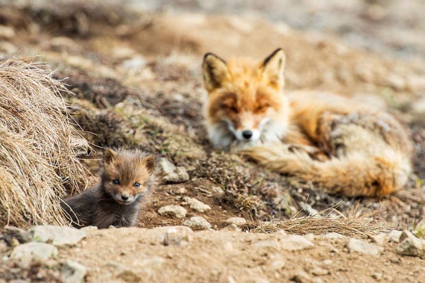 wild-foxes-photography-ivan-kislov-12