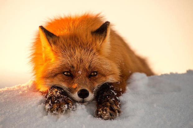 wild-foxes-photography-ivan-kislov-13