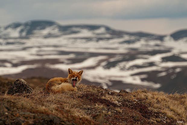 wild-foxes-photography-ivan-kislov-14