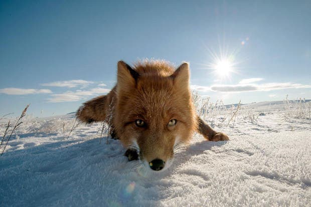 wild-foxes-photography-ivan-kislov-15