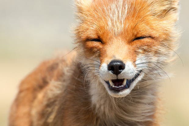 wild-foxes-photography-ivan-kislov-17