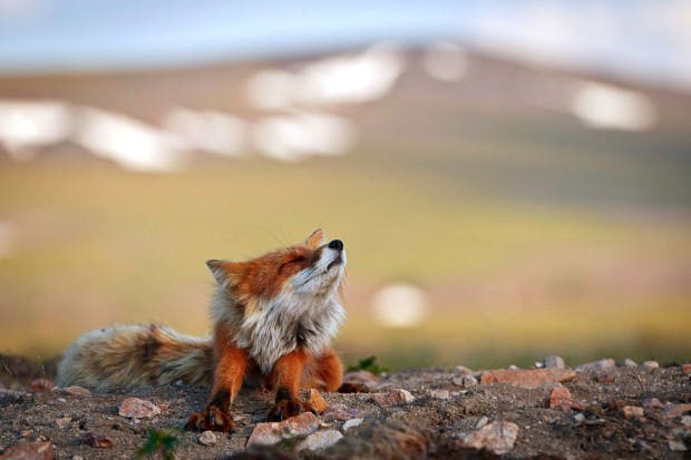 wild-foxes-photography-ivan-kislov-18