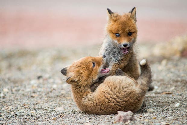 wild-foxes-photography-ivan-kislov-19