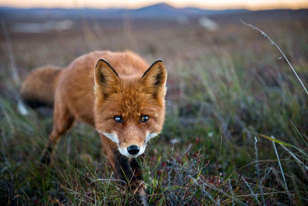 wild-foxes-photography-ivan-kislov-20