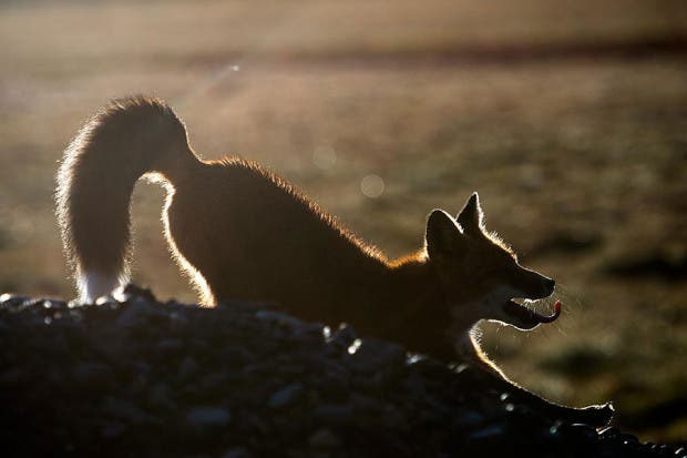 wild-foxes-photography-ivan-kislov-21