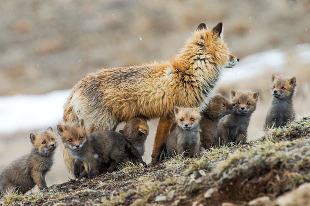 wild-foxes-photography-ivan-kislov-24