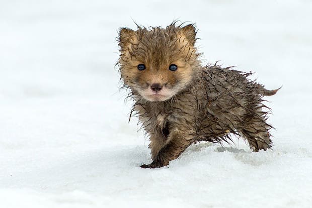 wild-foxes-photography-ivan-kislov-25