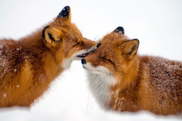 wild-foxes-photography-ivan-kislov-26