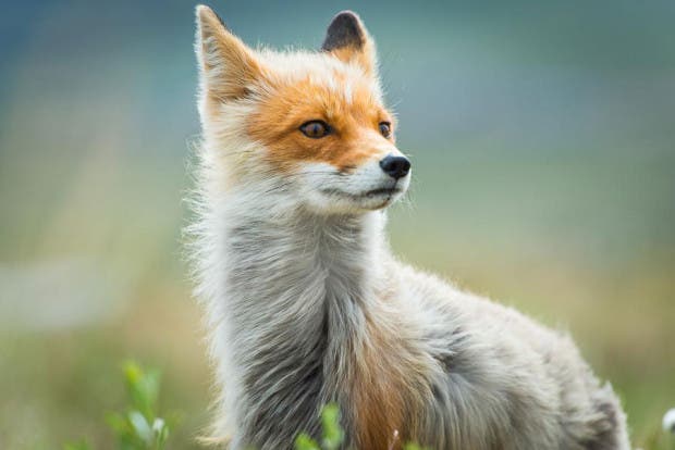 wild-foxes-photography-ivan-kislov-3