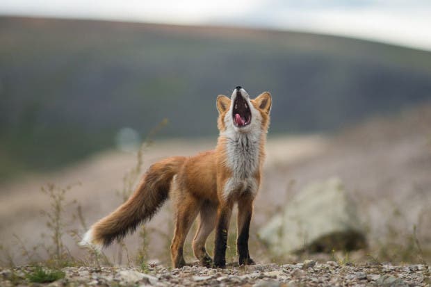 wild-foxes-photography-ivan-kislov-4