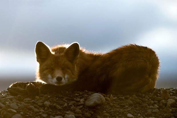 wild-foxes-photography-ivan-kislov-5