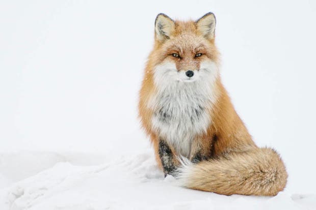 wild-foxes-photography-ivan-kislov-6