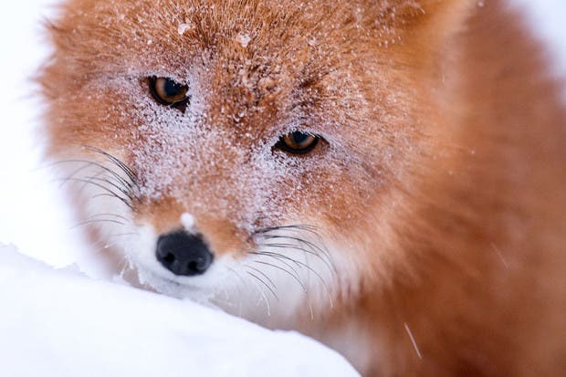 wild-foxes-photography-ivan-kislov-7
