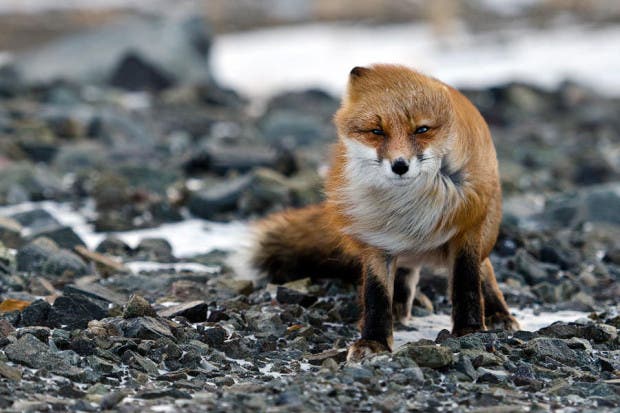 wild-foxes-photography-ivan-kislov-8