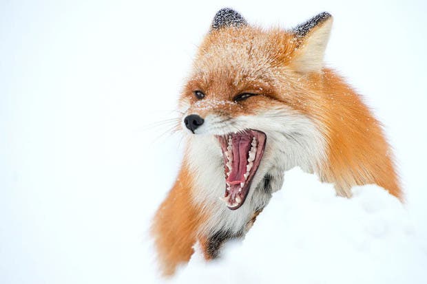 wild-foxes-photography-ivan-kislov-9