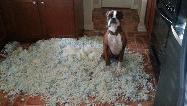 perro travieso