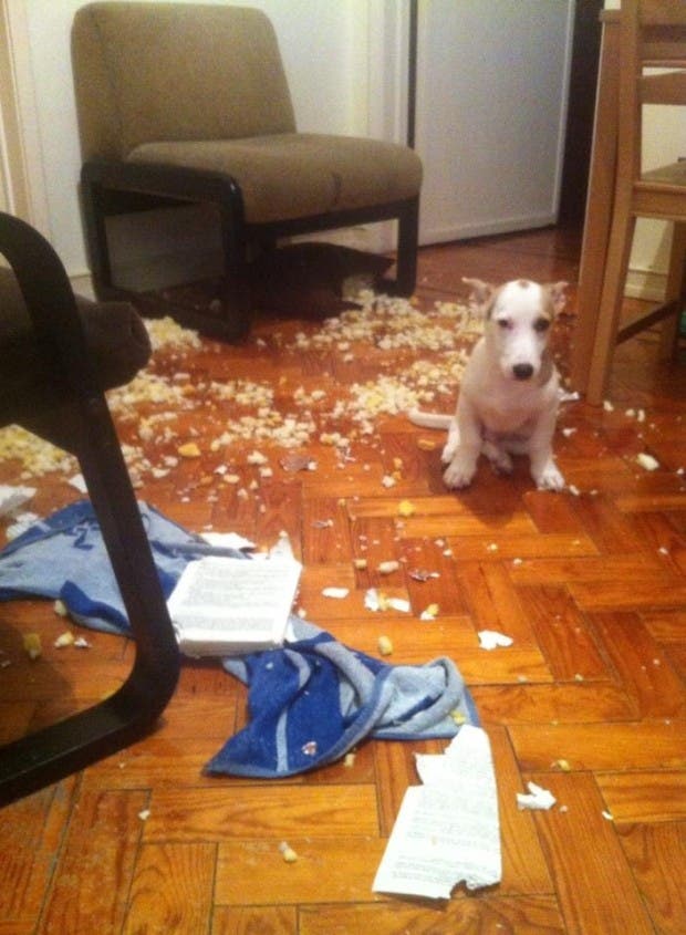 perro travieso