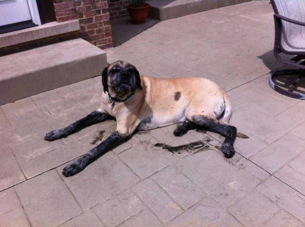 perro sucio