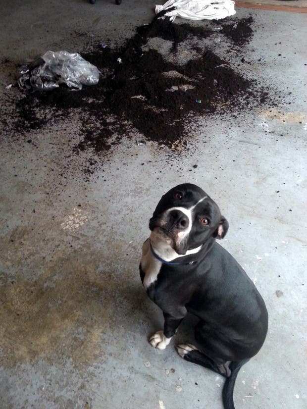 perro tierra