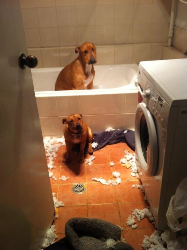 perro bañera