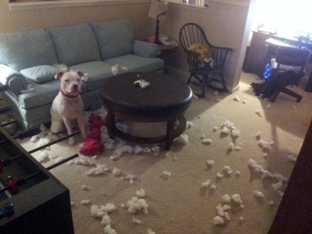 perro sofá