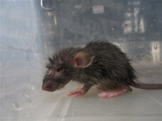 peores empresas animales (5)
