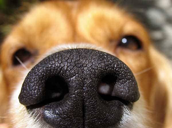 13 datos sorprendentes sobre los perros