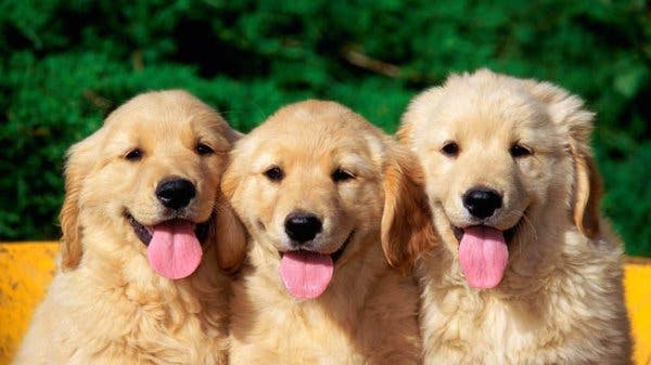 mascotas mascotas