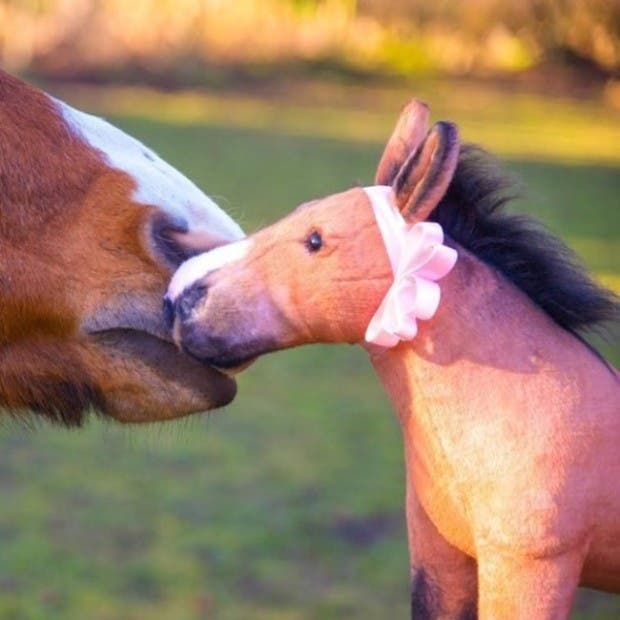 caballo