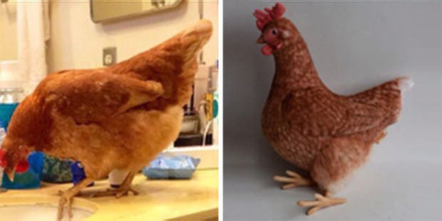 gallina