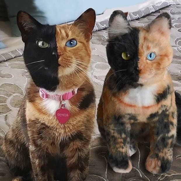 gatos
