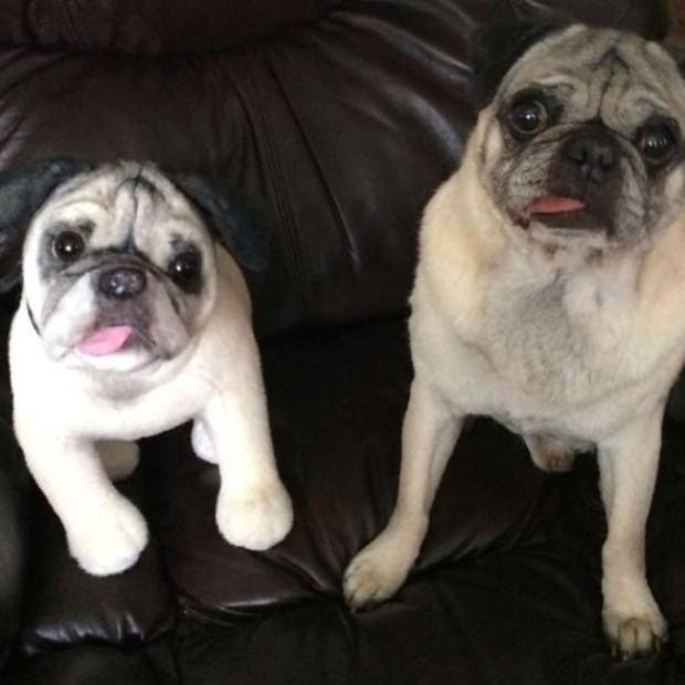 iguales