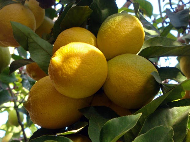 El limón tiene muchísimas propiedades y beneficios