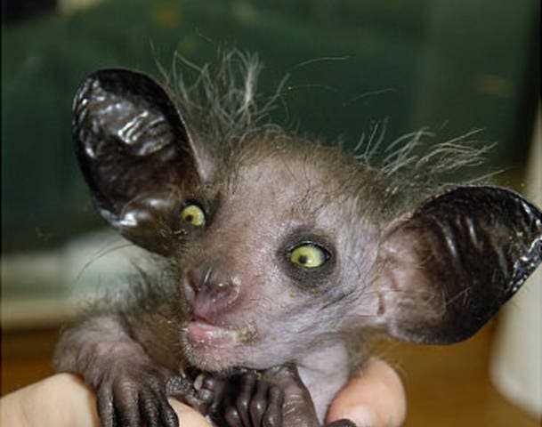 los animales mas feosAye-Aye