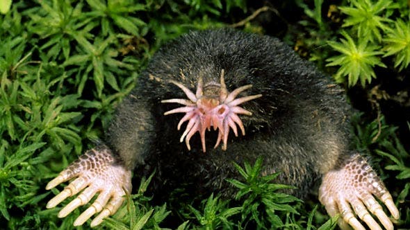 animales feos